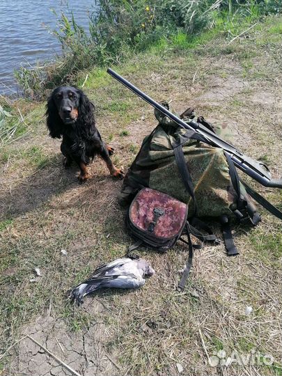 Вязка русский охотничий спаниель