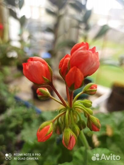 Рассада,цветы