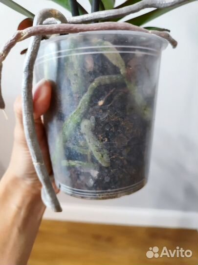 Орхидея биг лип Pastello kizz