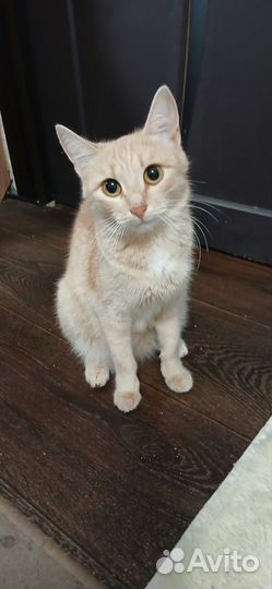 Котята отдам в добрые руки бесплатно