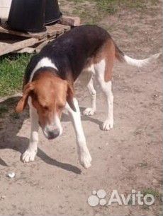 Найдена собака