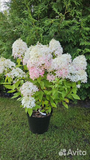 Гортензия Royal Flower / Роял Флауэр