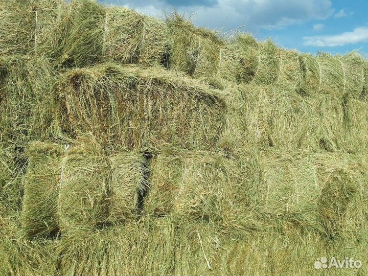 Продаю сено луговое тюкованное