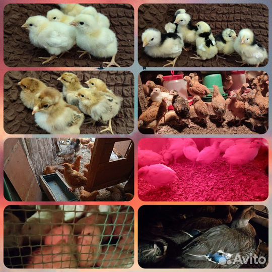 Цыплята утята перепелята индоутята яйцо