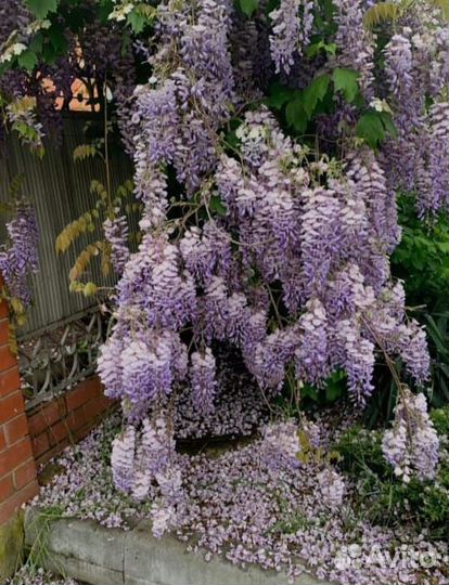 Глициния саженцы