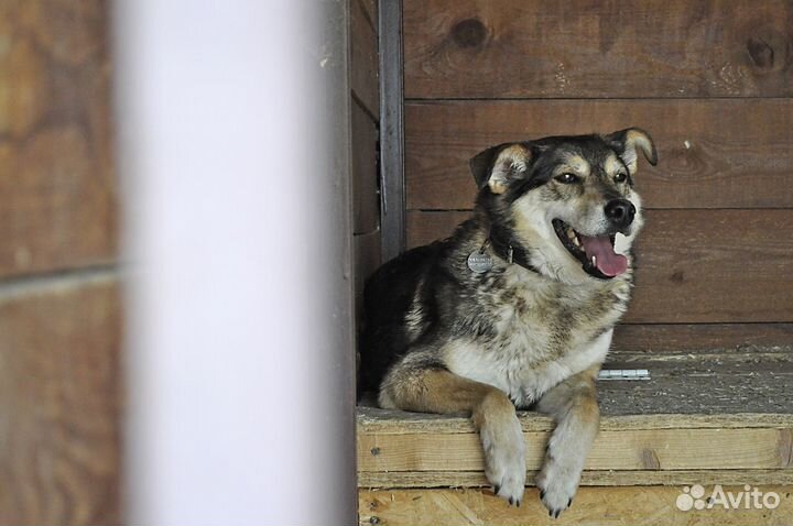 Лапочка Лада из приюта в поисках дома