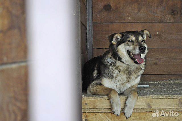 Лапочка Лада из приюта в поисках дома