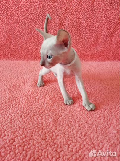 Кошечки и котики Корниш рекс