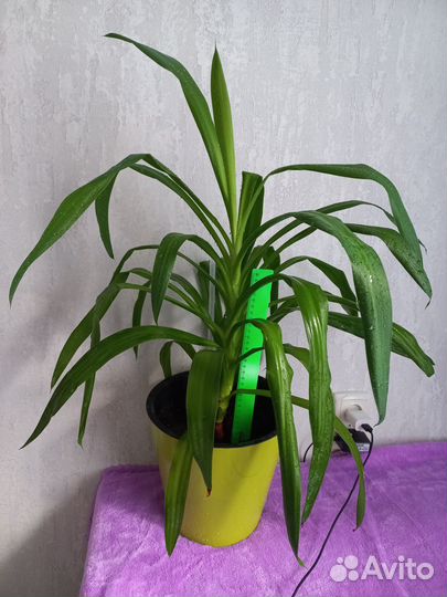 Пальма юкка