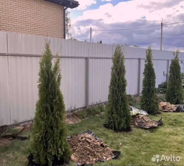 Туя западная