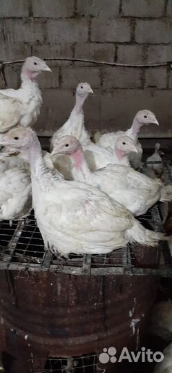 Индюки подрощенные