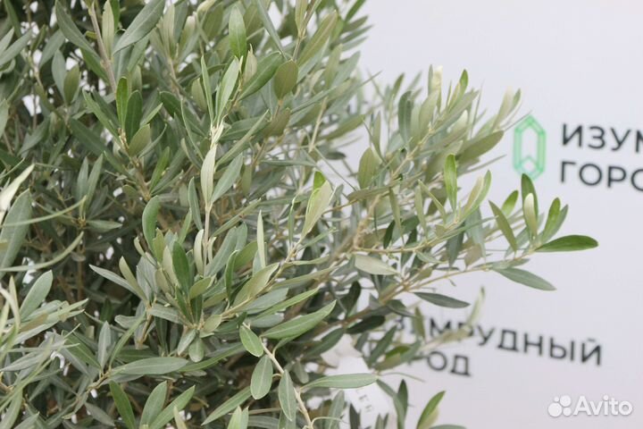 Оливковое Дерево 150-180, олива