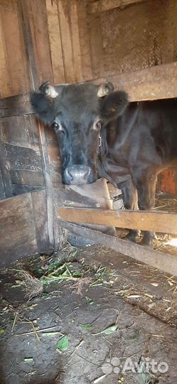 Продаётся корова
