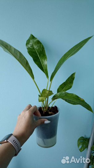 Комнатные растения