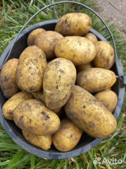 Картофель домашний