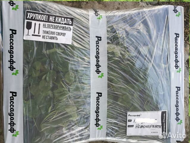 Рассада клубники. Крупная ягода