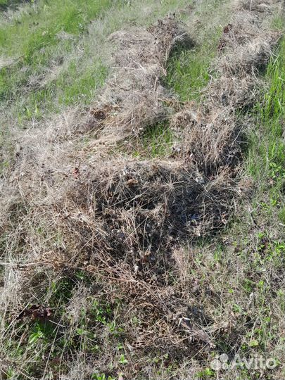 Сено,рулон 5ц