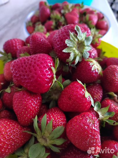 Продам усы ремонтантной клубники