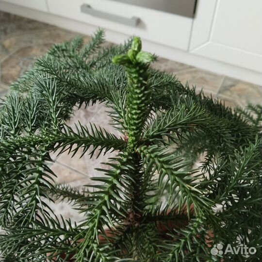 Араукария