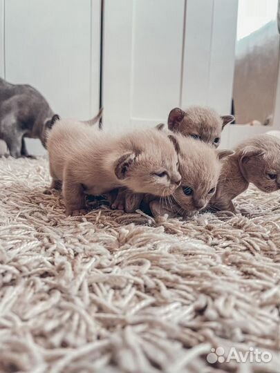Котята
