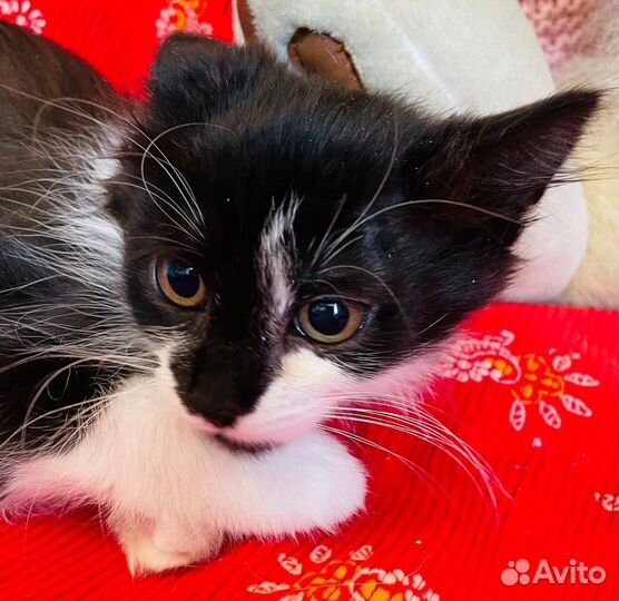 Маленький усатый котенок в дар в добрые руки