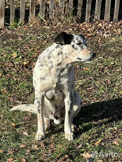 Далматинец метис