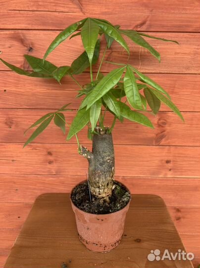 Пахира бонсай