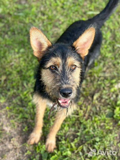 Собака в добрые руки