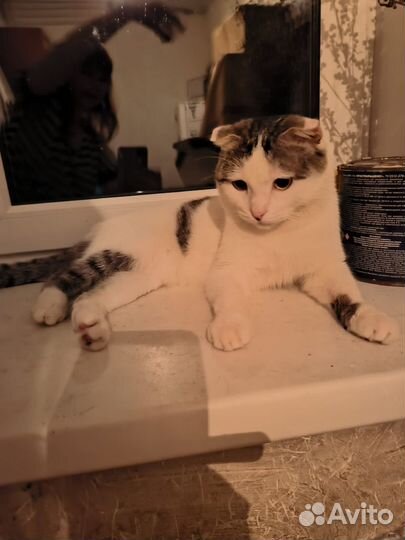 Кошка