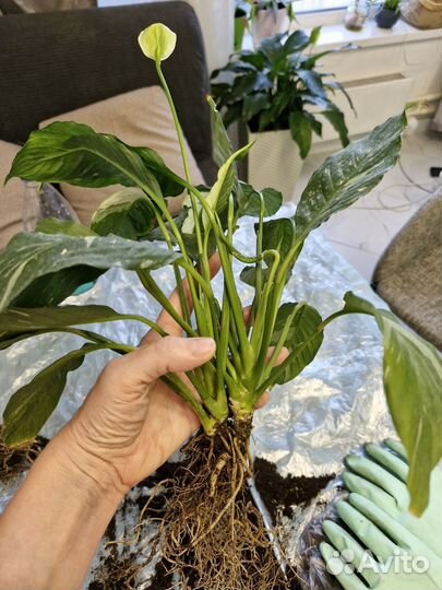 Спатифиллум домино