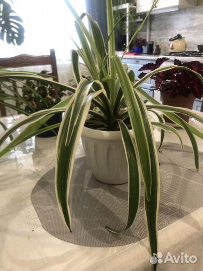 Комнатные цветы