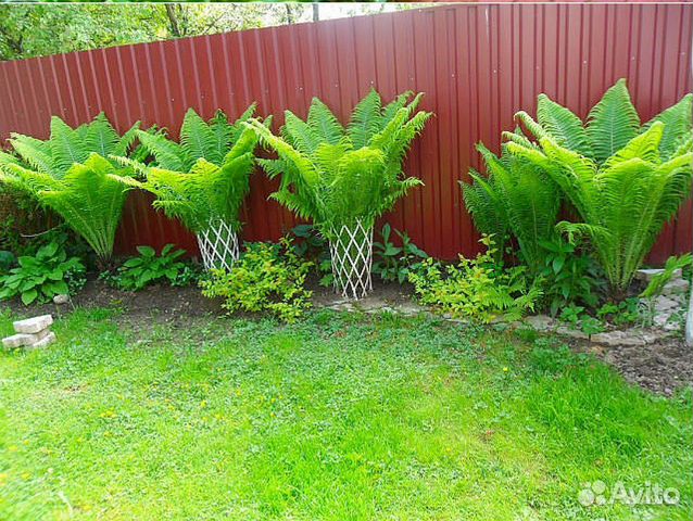 Папоротник страусник (страусопер) саженцы