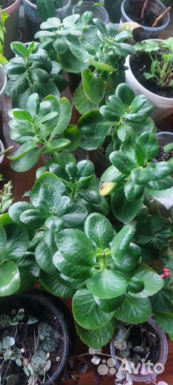 Каланхоэ цветущий