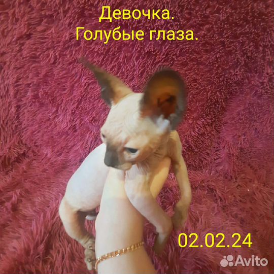 Канадский сфинкс котенок