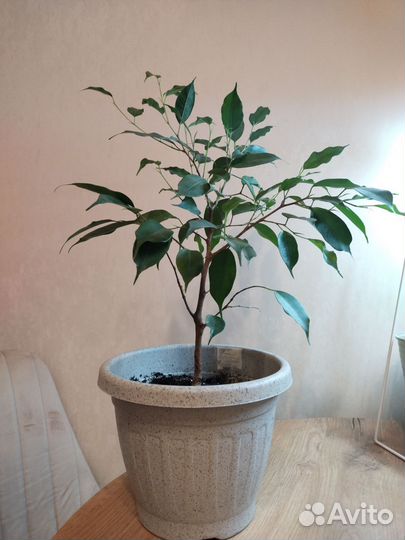 Фикус бенджамина