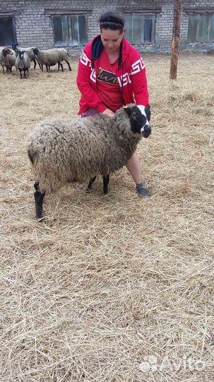 Продаем овцематок,овец