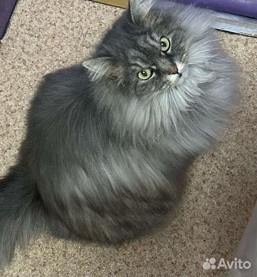 Красивая кошечка