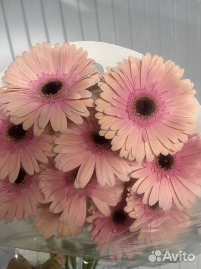 Герберы букет