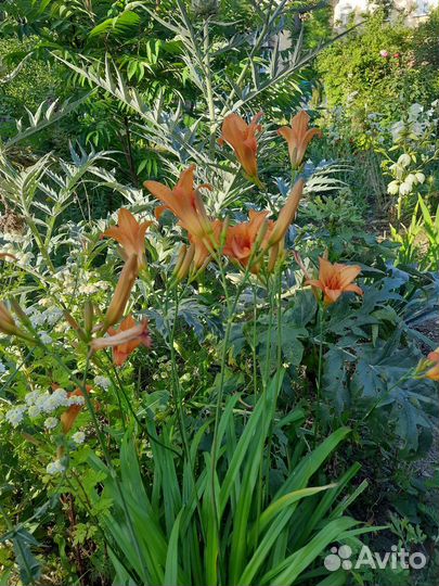 Цветы для сада