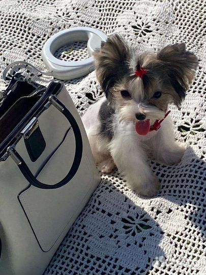 Маленькая девочка бивер йорк