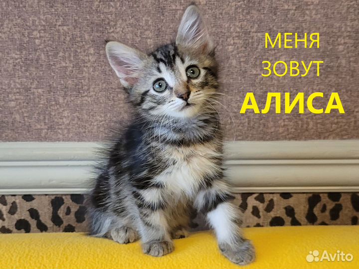 Малышка Алиса