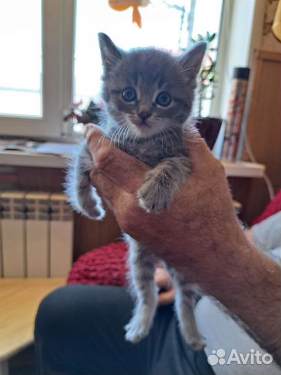 Отдам котят в добрые руки