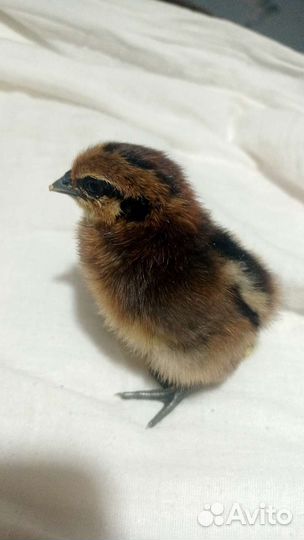 Цыплята лакеданзи