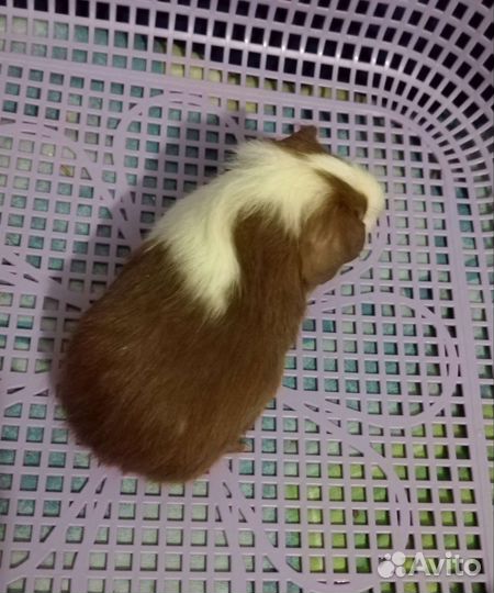 Морская свинка девочка 1 мес