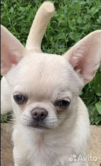 Чихуахуа красивый подрощенный мальчик