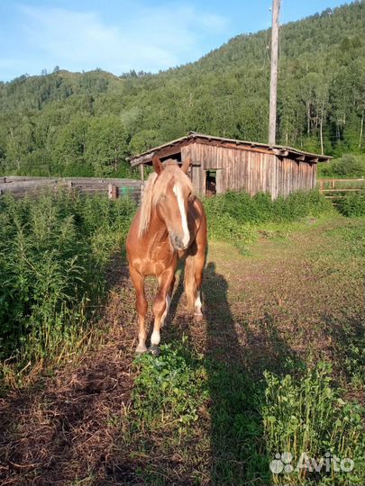 Жеребец орловский рысак
