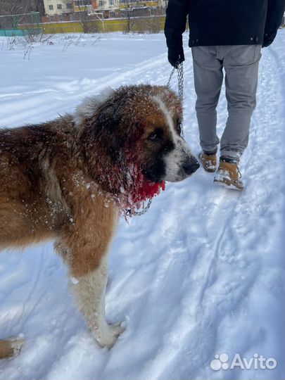 Собака в добрые руки