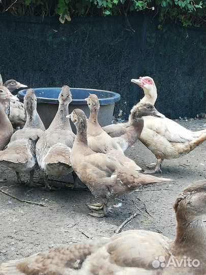 Мускусные утки индоутки 4 месяца