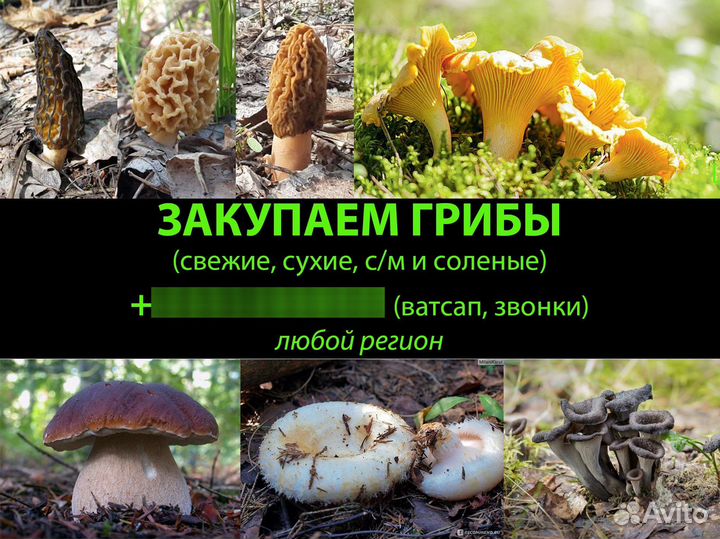 Сморчки и сморчковая шапочка, земляника, лисички