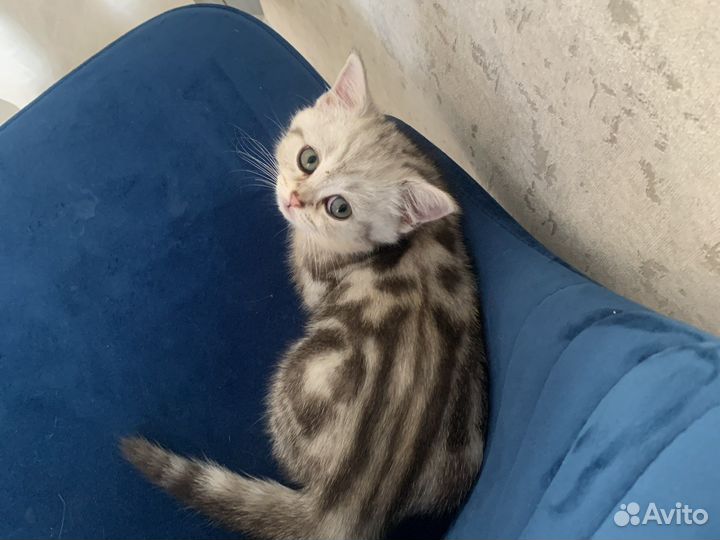 Британская кошка